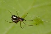 tuinhangmatspin (linyphia hortensis)